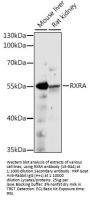 RXRA Antibody
