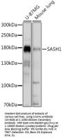 SASH1 Antibody