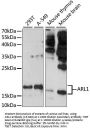 ARL1 Antibody