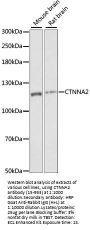 CTNNA2 Antibody