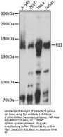 FLII Antibody