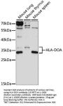 HLA-DOA Antibody