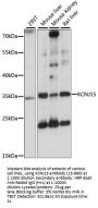 KCNJ15 Antibody
