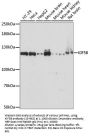 KIF5B Antibody