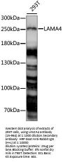 LAMA4 Antibody