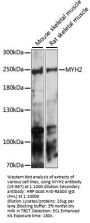 MYH2 Antibody