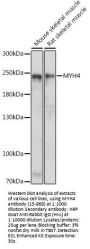 MYH4 Antibody