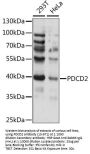 PDCD2 Antibody