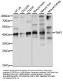 TWF1 Antibody