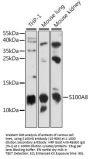 S100A8 Antibody