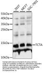 TCTA Antibody