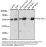 ZSCAN21 Antibody