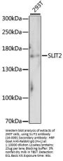 SLIT2 Antibody