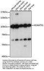 ADAMTS1 Antibody