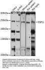 ESPL1 Antibody