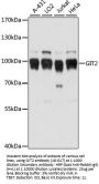 GIT2 Antibody