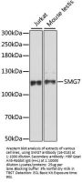 SMG7 Antibody