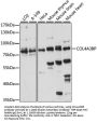 COL4A3BP Antibody