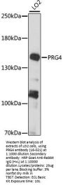 PRG4 Antibody