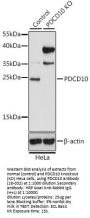 PDCD10 Antibody, KO Validated