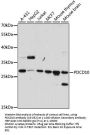 PDCD10 Antibody, KO Validated