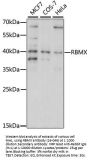 RBMX Antibody