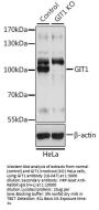 GIT1 Antibody, KO Validated