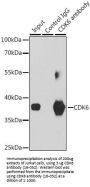 CDK6 Antibody, KO Validated