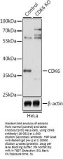 CDK6 Antibody, KO Validated
