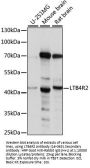 LTB4R2 Antibody