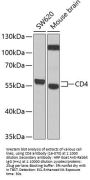 CD4 Antibody