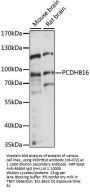 PCDHB16 Antibody