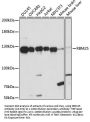 RBM25 Antibody