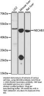 NECAB3 Antibody