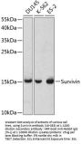 Survivin Antibody