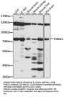 THNSL1 Antibody