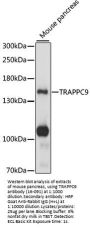 TRAPPC9 Antibody