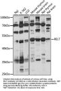 RELT Antibody