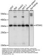 NTAN1 Antibody