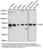 Lrwd1 Antibody