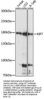 KIF7 Antibody