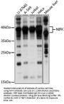 NIFK Antibody