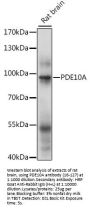 PDE10A Antibody