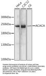 ACACA Antibody