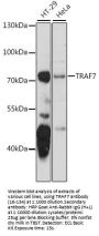 TRAF7 Antibody