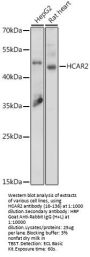 HCAR2 Antibody