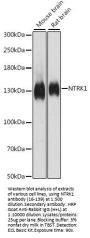 NTRK1 Antibody