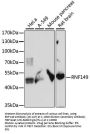RNF149 Antibody