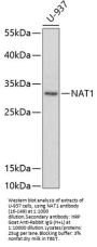 NAT1 Antibody