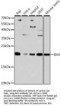 BAX Antibody, KO Validated